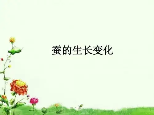 蚕的生长变化ppt课件