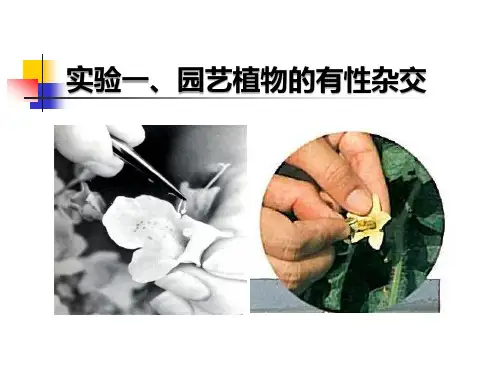 实验三、园艺植物有性杂交