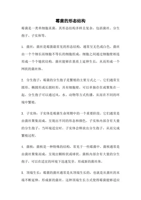 霉菌的形态结构