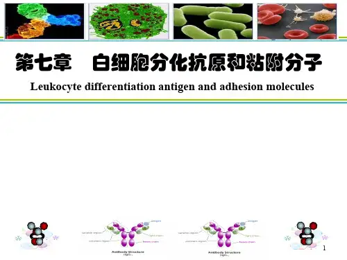 医学免疫学-第七章  粘附分子