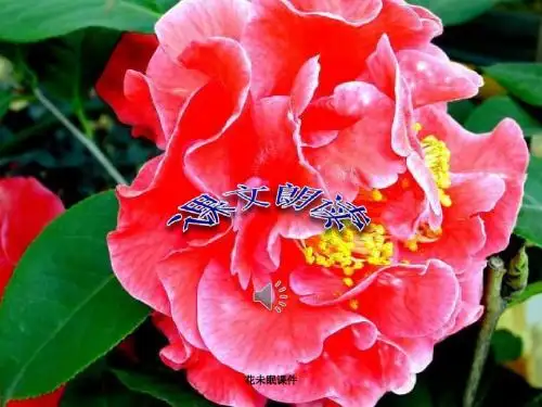 花未眠课件