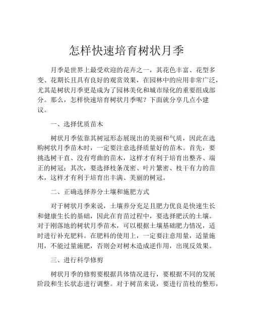 怎样快速培育树状月季