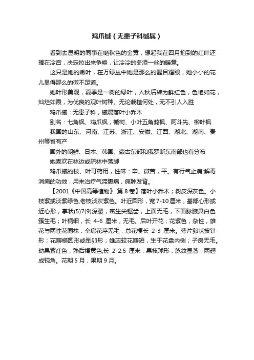 鸡爪槭（无患子科槭属）