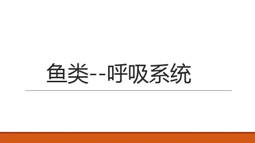 鱼类呼吸系统