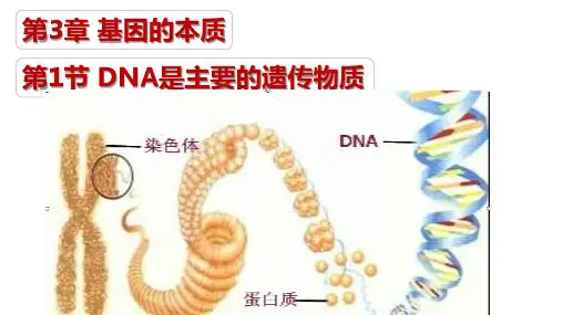 高一下学期生物人教版必修二 3.1 DNA是主要的遗传物质课件(31张PPT)