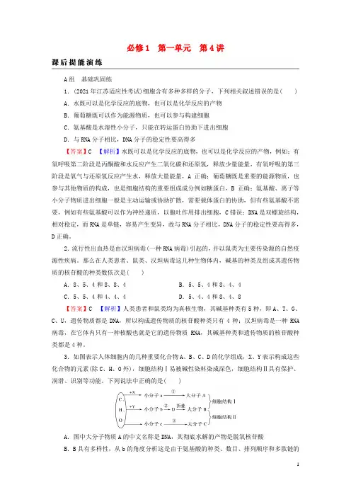 2023版高考生物一轮总复习第1单元走近细胞组成细胞的分子第4讲核酸是遗传信息的携带者细胞中的糖类和