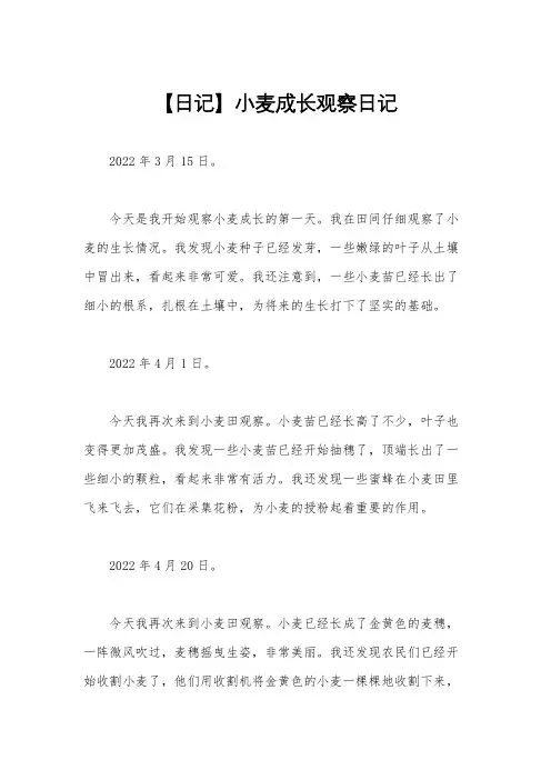 【日记】小麦成长观察日记