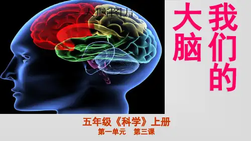 五年级上册科学课件-1.3 我们的大脑｜湘教版 (共8张PPT)