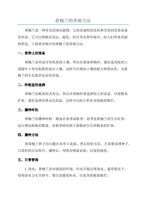 黄桷兰的养殖方法