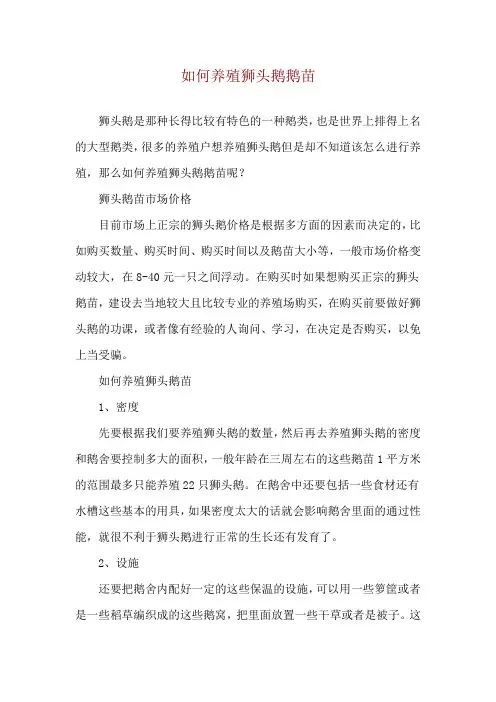 如何养殖狮头鹅鹅苗