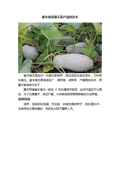 蜜本南瓜露天高产栽培技术