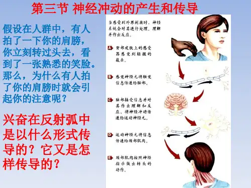新教材神经冲动的产生和传导课件人教版1