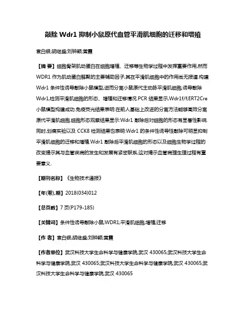 敲除Wdr1抑制小鼠原代血管平滑肌细胞的迁移和增殖