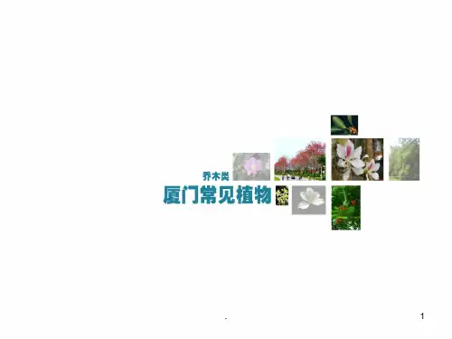 福建厦门常见植物_乔木类