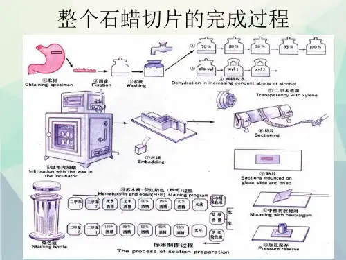 第二节石蜡切片制作