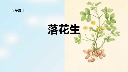 2《落花生》课件(共25张PPT)