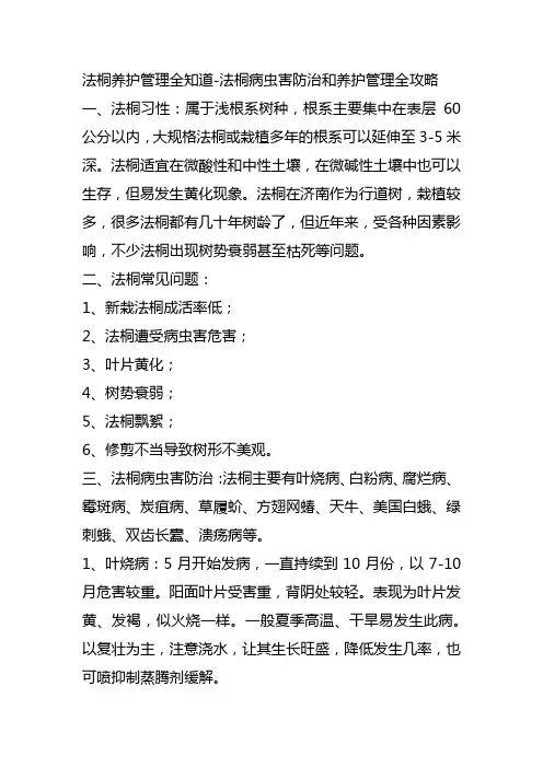 法桐养护管理全知道-法桐主要病虫害防治-法桐叶片发黄发白落叶原因法桐树干腐烂枝叶干枯-法桐移植注意事