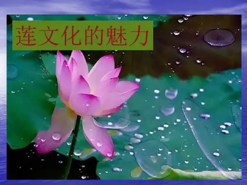 综合性学习：莲文化的魅力-ppt教学课件