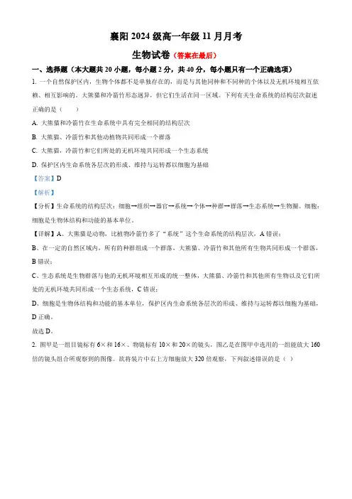 湖北省襄阳市2024-2025学年高一上学期期中考试生物试题含答案