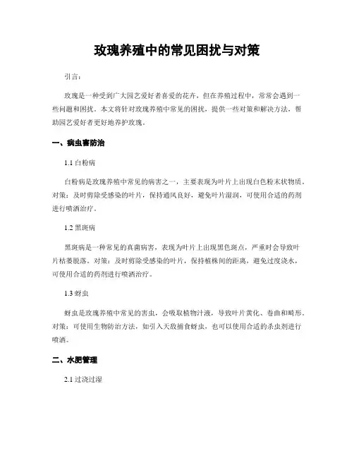 玫瑰养殖中的常见困扰与对策