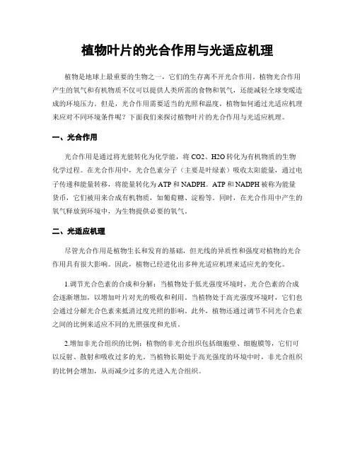 植物叶片的光合作用与光适应机理