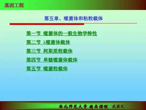 噬菌体和粘粒载体-西北师范大学