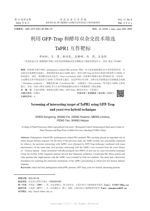 利用GFP-Trap和酵母双杂交技术筛选TaPR1互作靶标