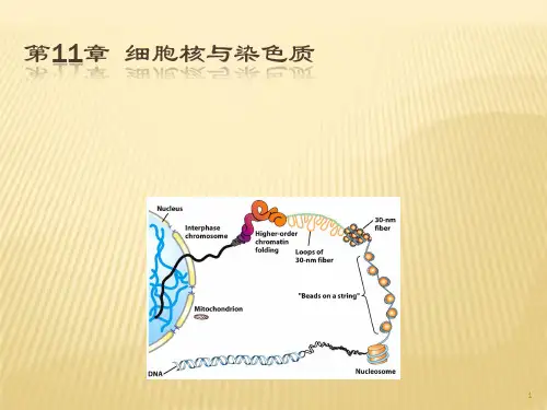 细胞核与染色质ppt课件