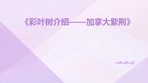 彩叶树介绍——加拿大紫荆