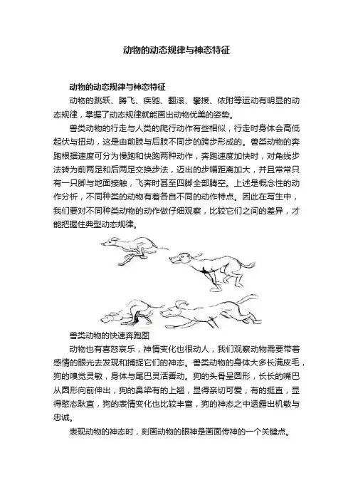 动物的动态规律与神态特征