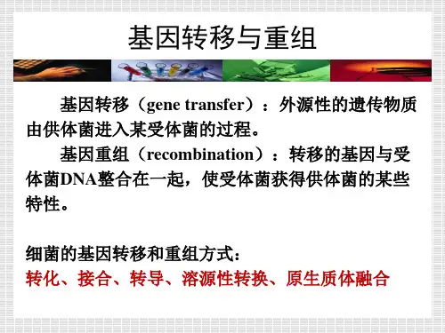 204.4基因的转移和重组