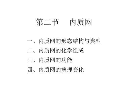 细胞的内膜系统B——内质网ppt课件