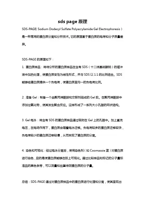 sds page原理