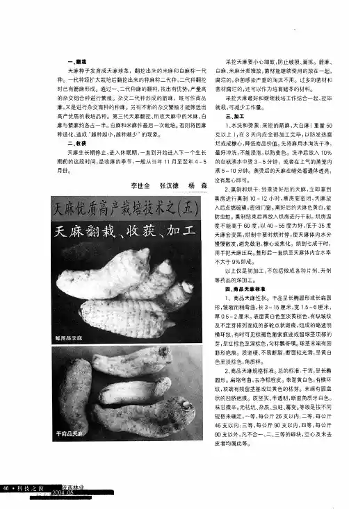 天麻优质高产栽培技术之(五)天麻翻栽、收获、加工(精)
