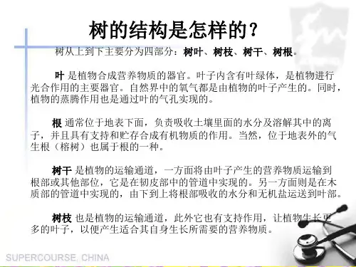 (教科版)小学科学三上《校园的树木》PPT课件(同课异构)(10)