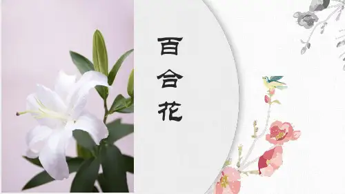 3.1《百合花》课件  (共24张PPT)2023-2024学年统编版高中语文必修上册.ppt