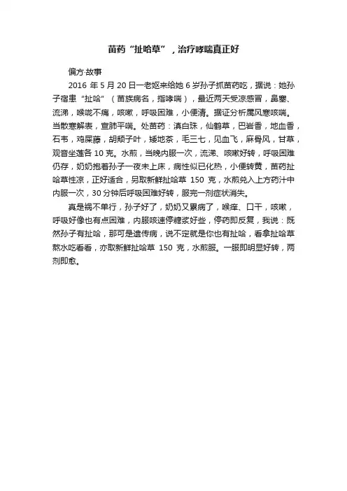 苗药“扯哈草”，治疗哮喘真正好