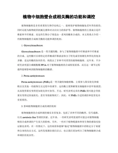 植物中细胞壁合成相关酶的功能和调控