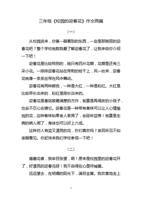 3年级下册作文书上校园的迎春花