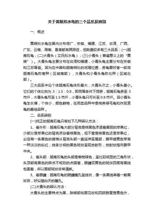 关于黄喉拟水龟的三个品系及辨别