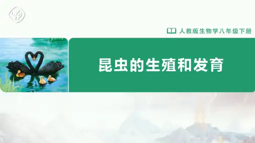 八年级-人教版-生物-下册-第二节 昆虫的生殖和发育
