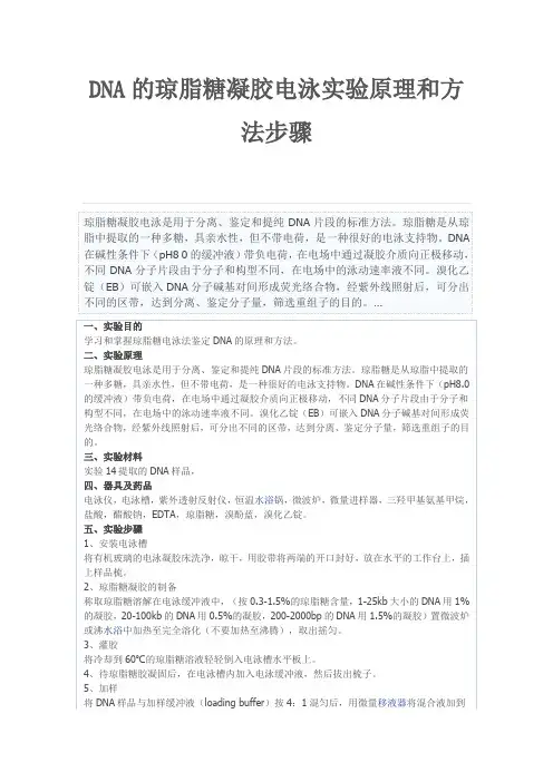 DNA的琼脂糖凝胶电泳实验原理和方法步骤