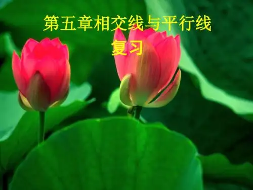 第五章相交线与平行线复习课件(共37张ppt)