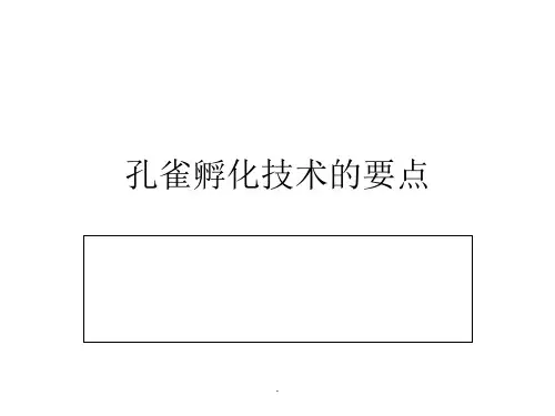 孔雀孵化技术的要点