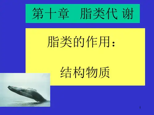 第十章脂类代谢新PPT课件