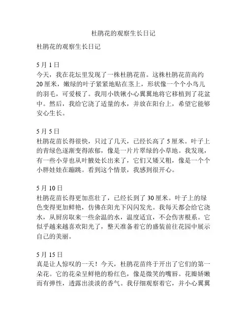 杜鹃花的观察生长日记