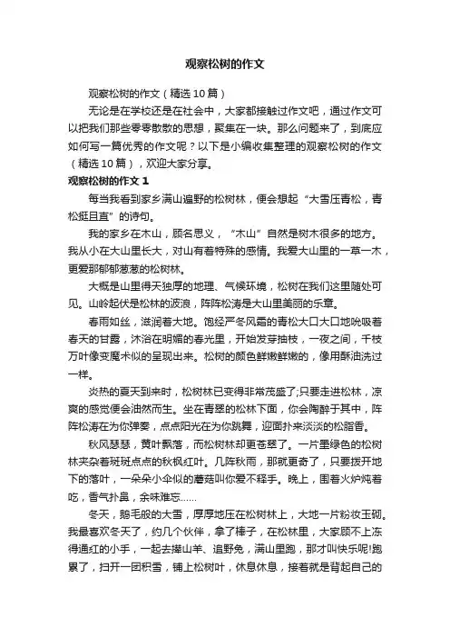 观察松树的作文（精选10篇）