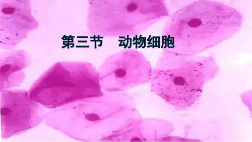 动物细胞ppt课件