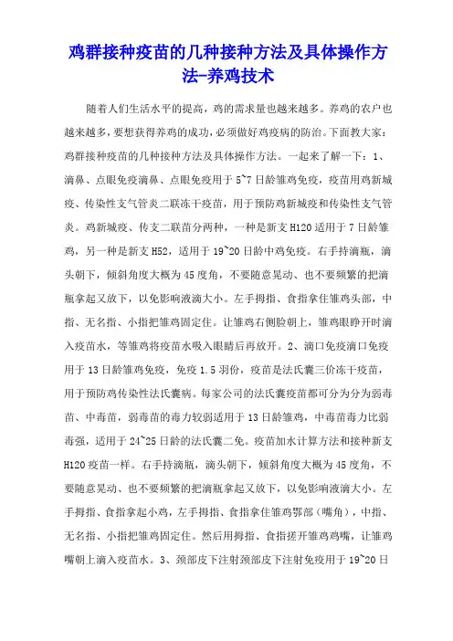 鸡群接种疫苗的几种接种方法及具体操作方法 - 养鸡技术