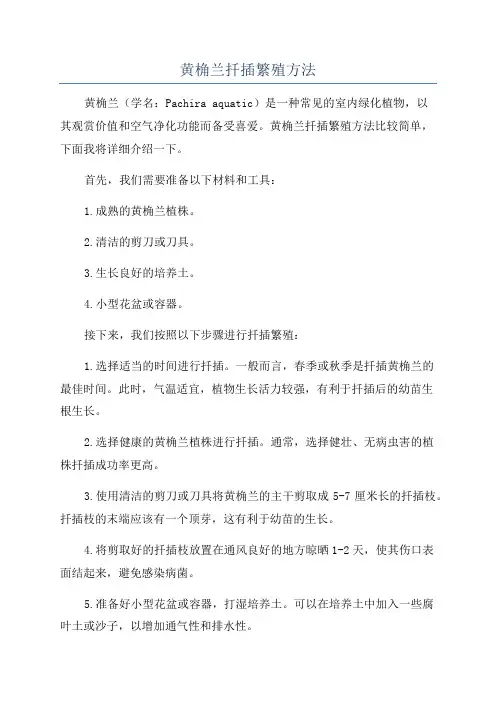 黄桷兰扦插繁殖方法